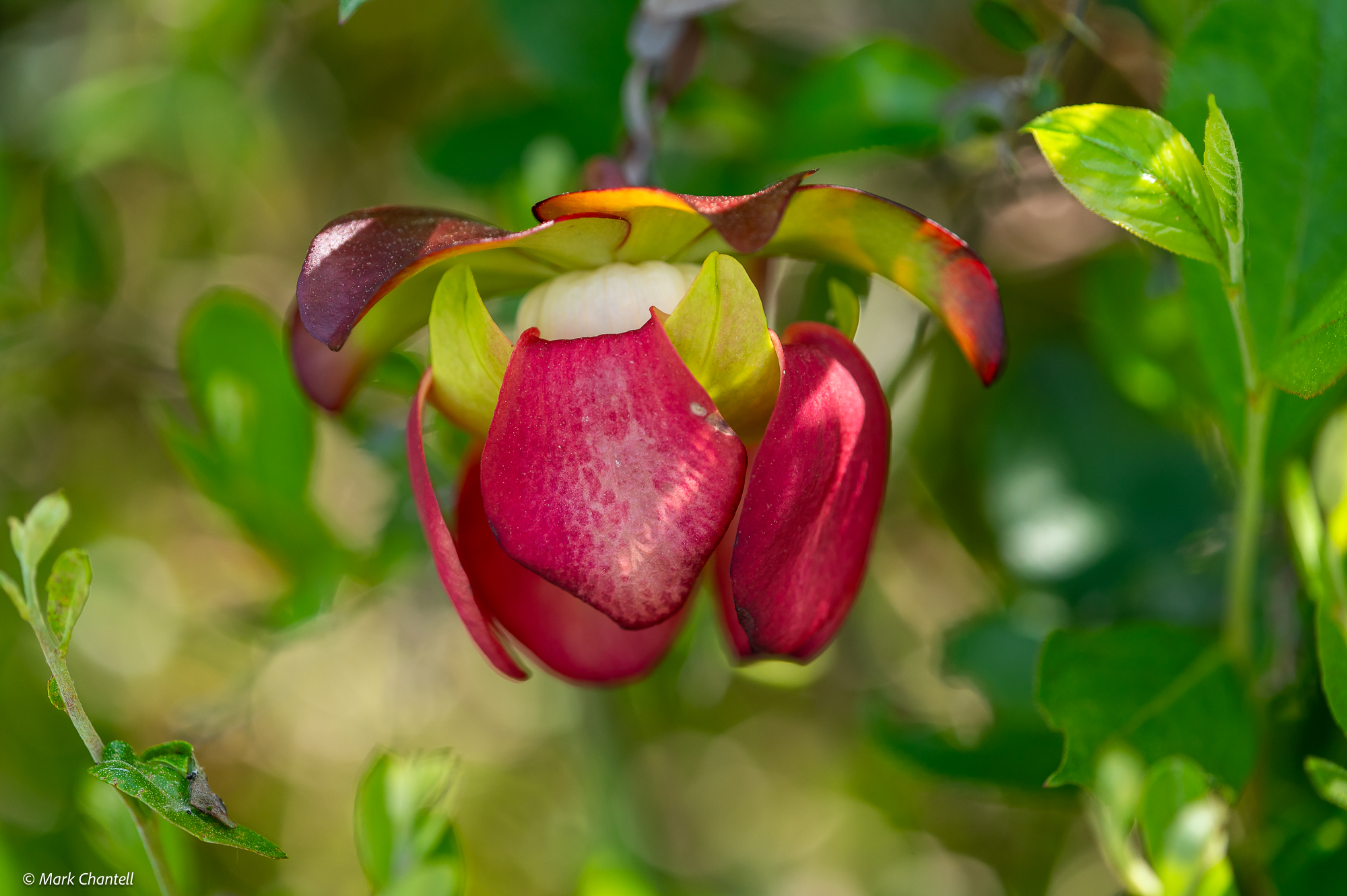 Orchids & Carnivorous Plants