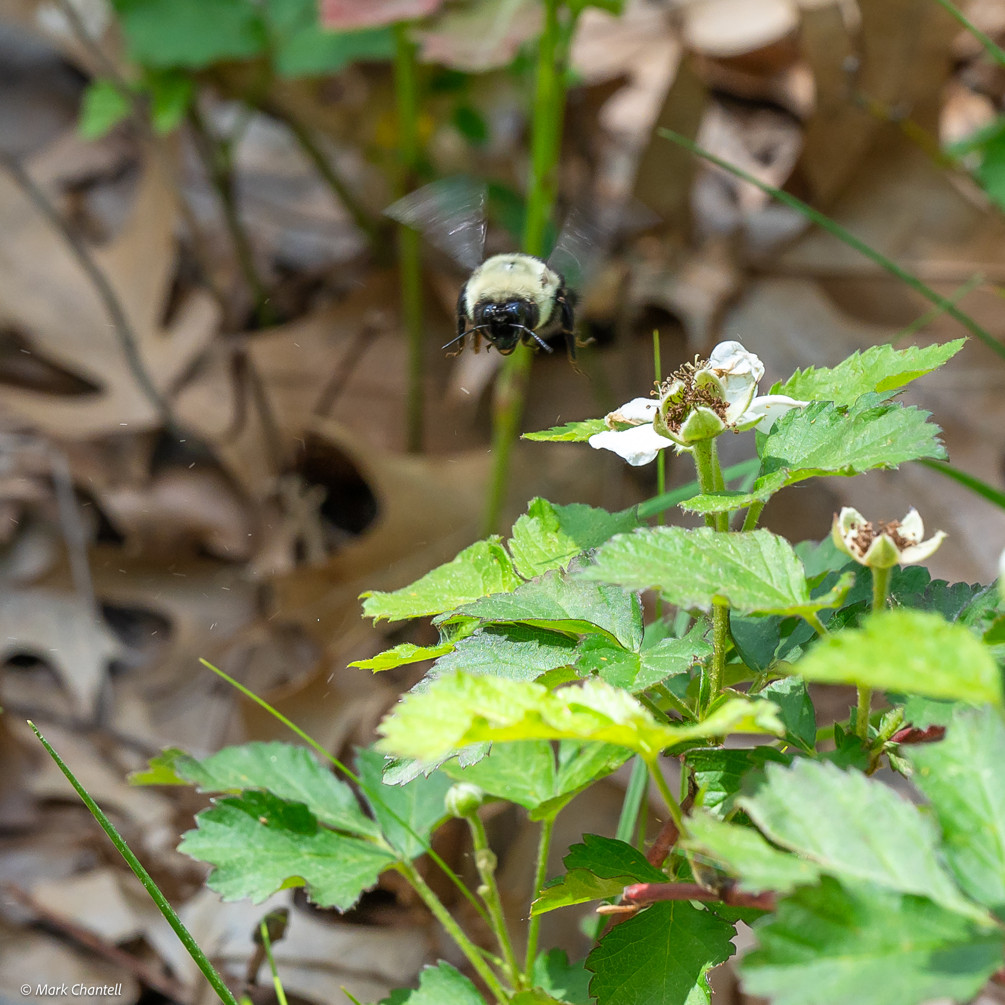 Learning… Buzz Pollination