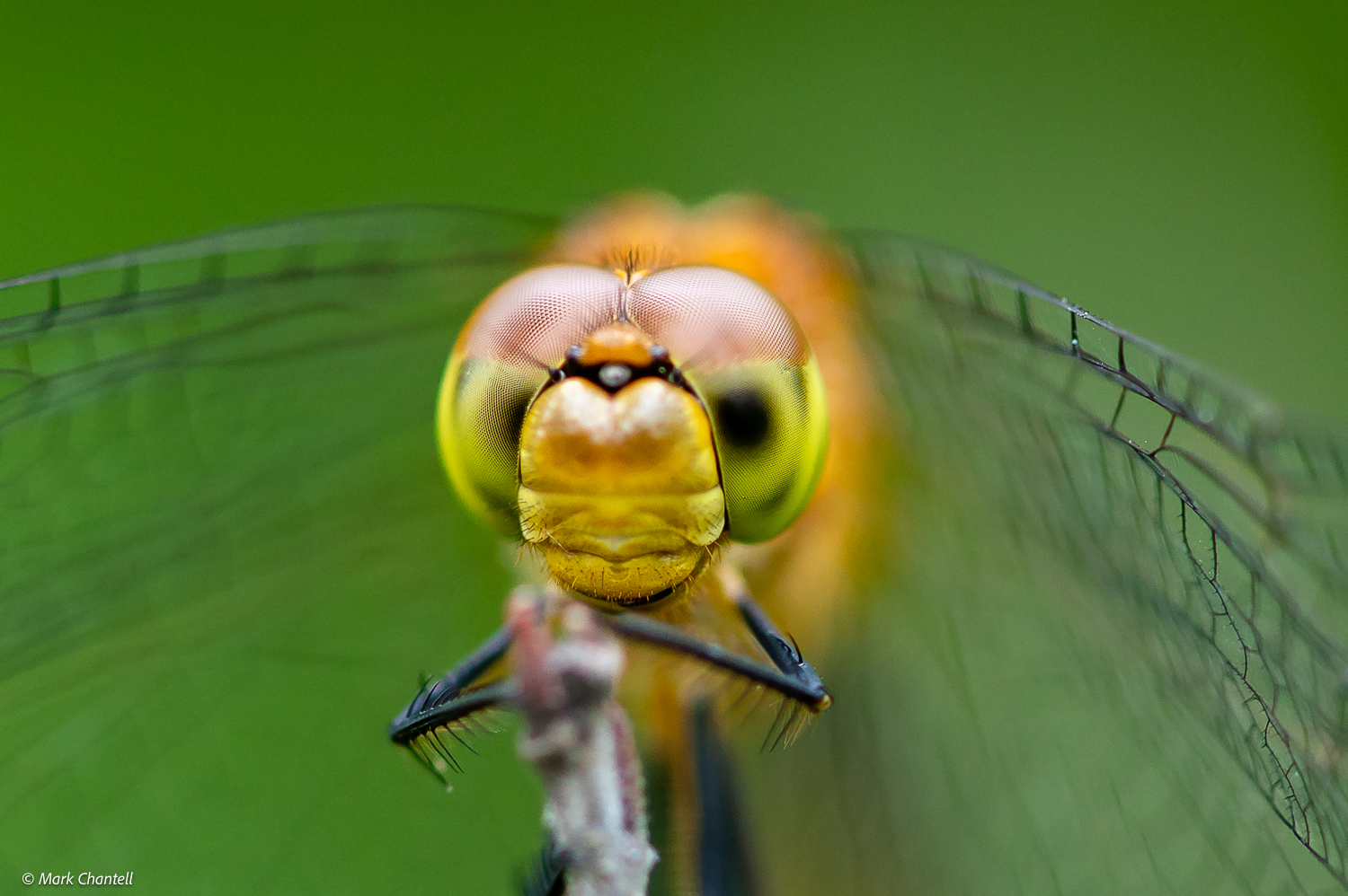 Beautiful Bugs