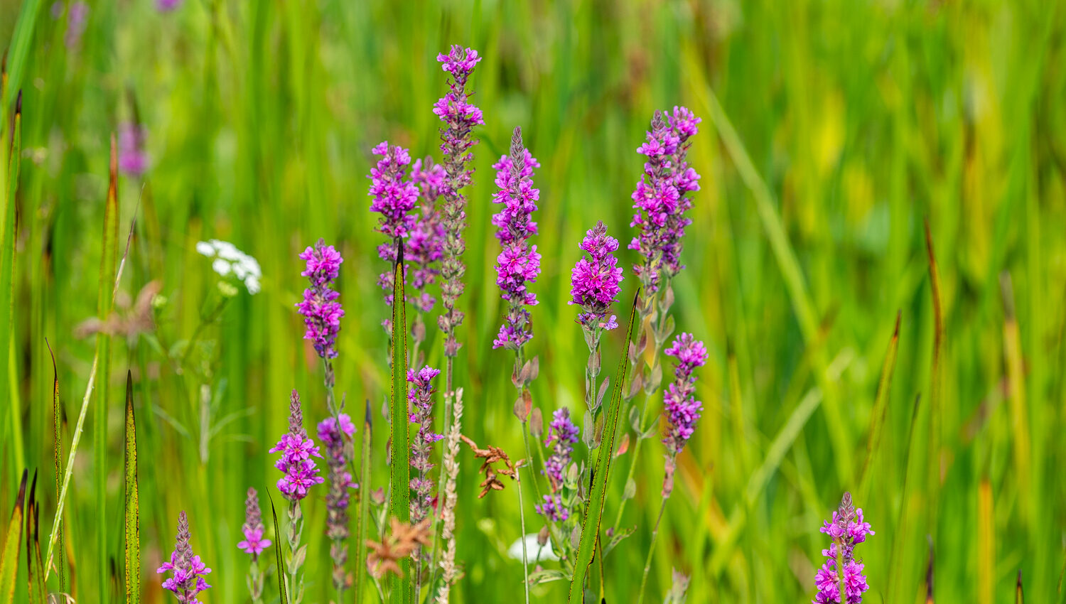 Purple Loosestrife